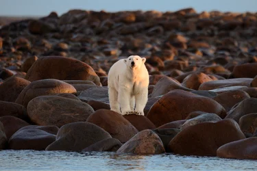 Polar bear standing on the rocks in Hudson Bay near Churchill, Manitoba