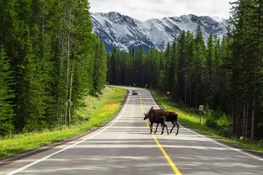 Icefields Parkway - Banff to Jasper