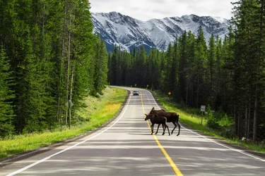 Icefields Parkway - Banff to Jasper