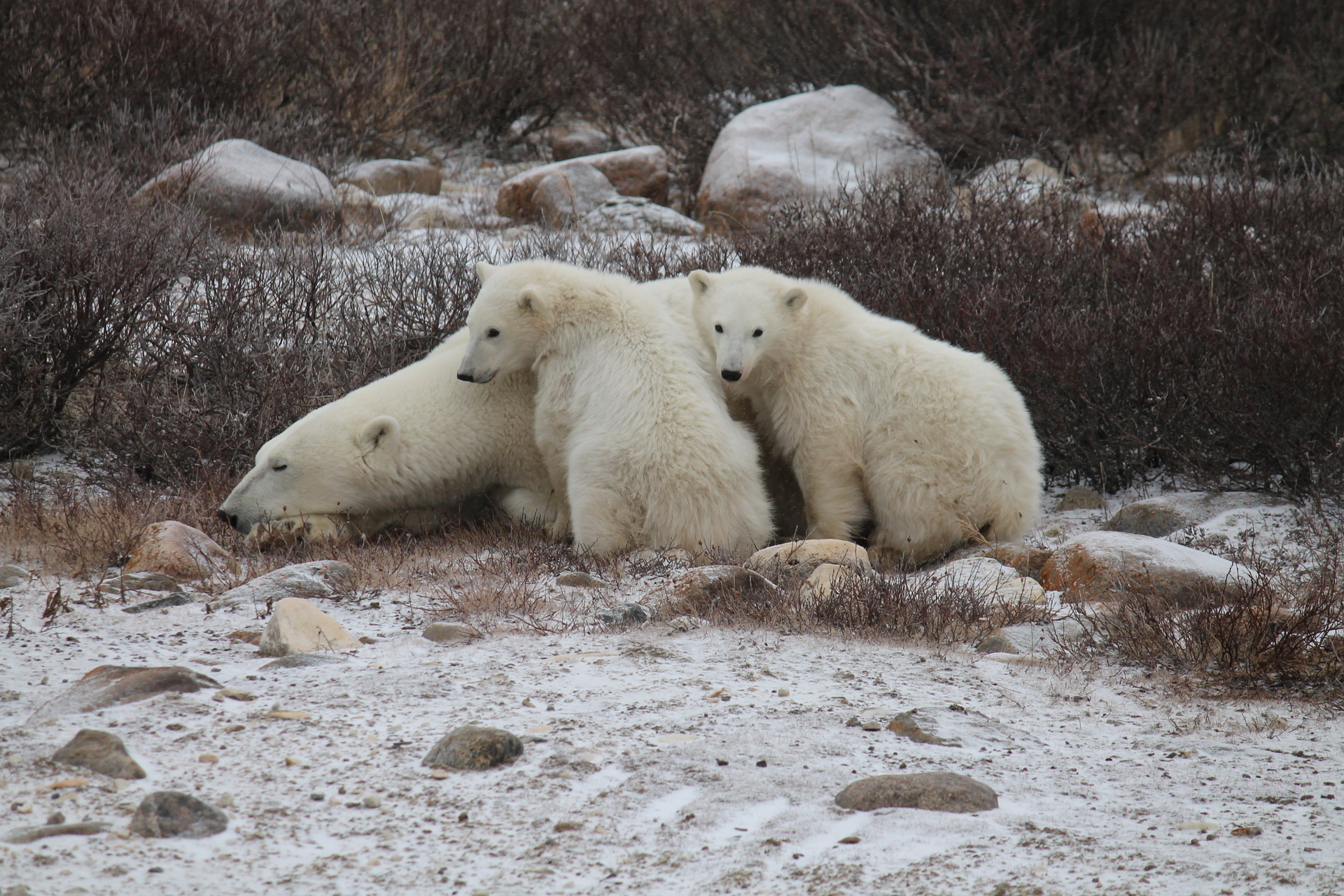 Polar bear mother and two cubs on the ground in Churchill, Manitoba, Canada