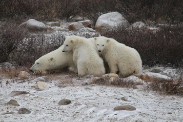 Polar bear mother and two cubs on the ground in Churchill, Manitoba, Canada