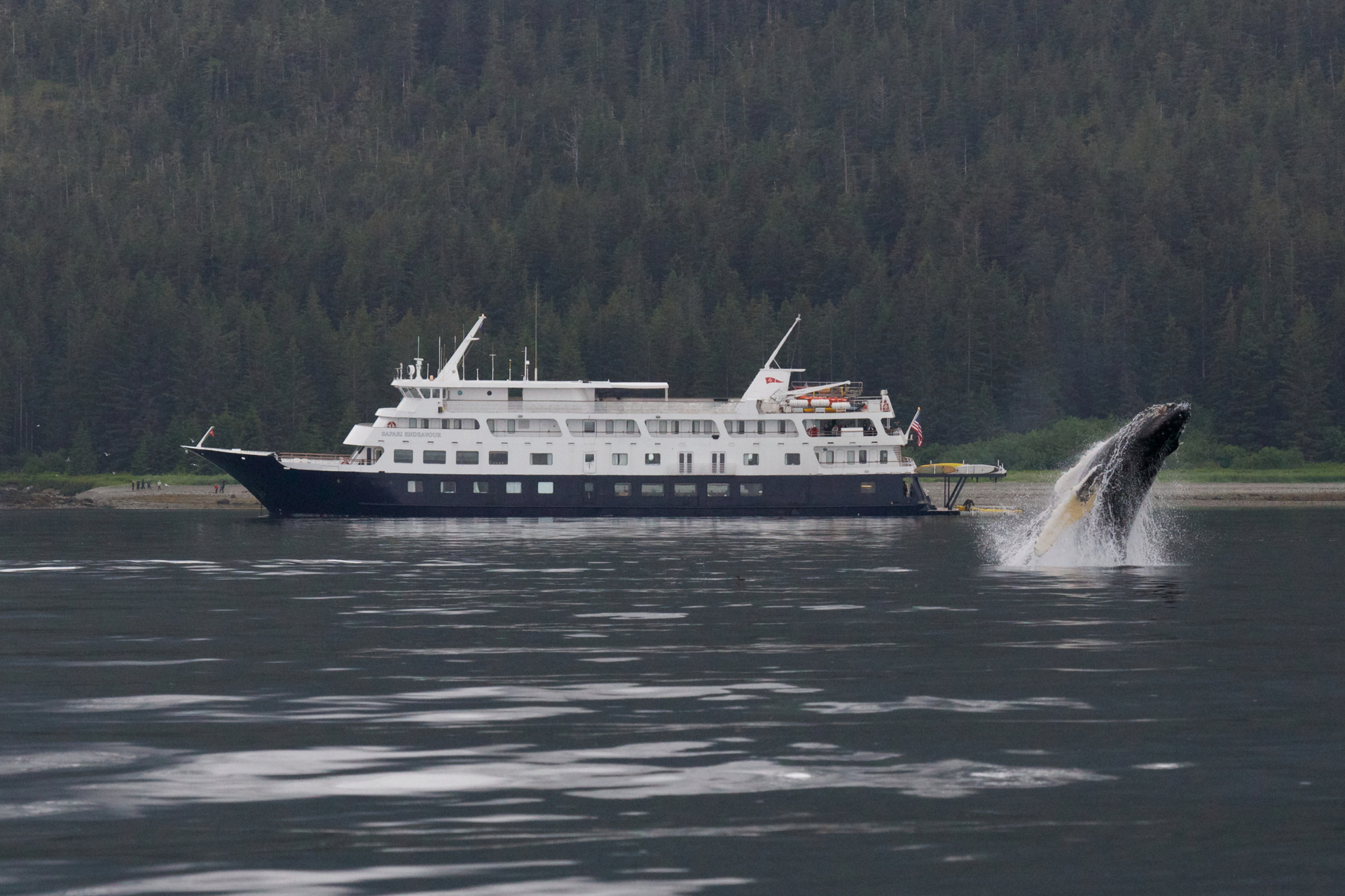 A whale is jumping out of the water in front of a UnCruise ship