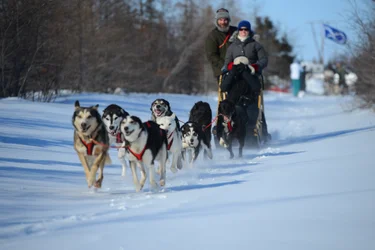 Dogsledding Adventure