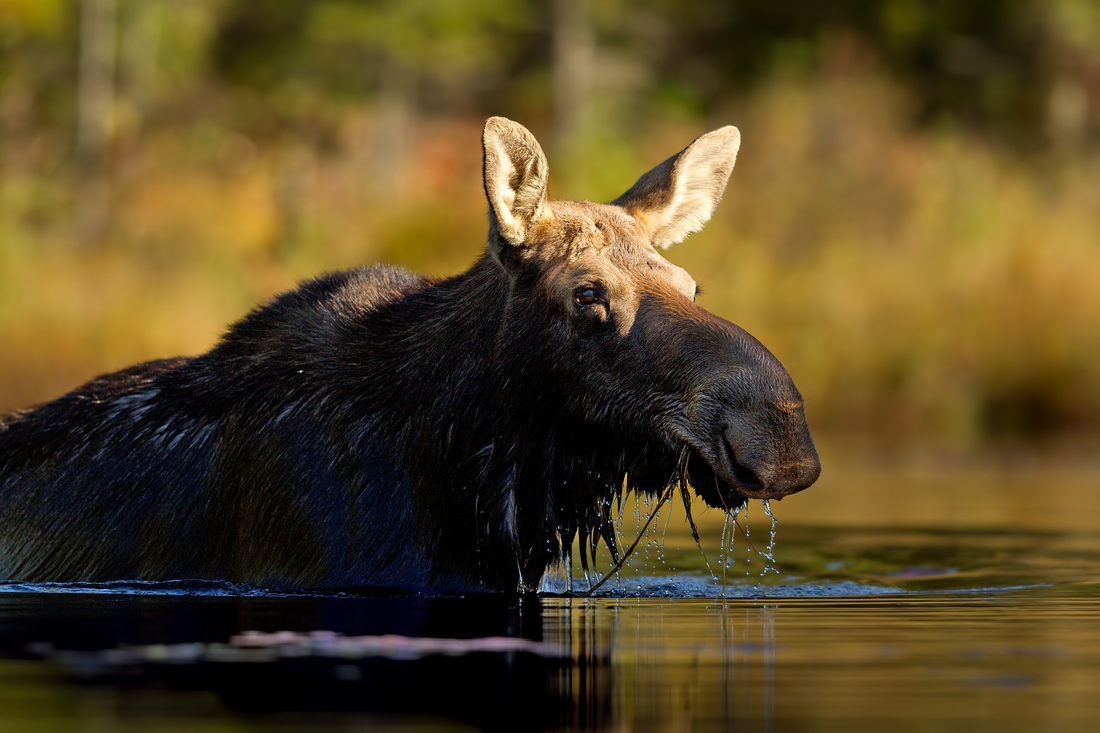 Canadian Moose in the water with fall foliage in the background.