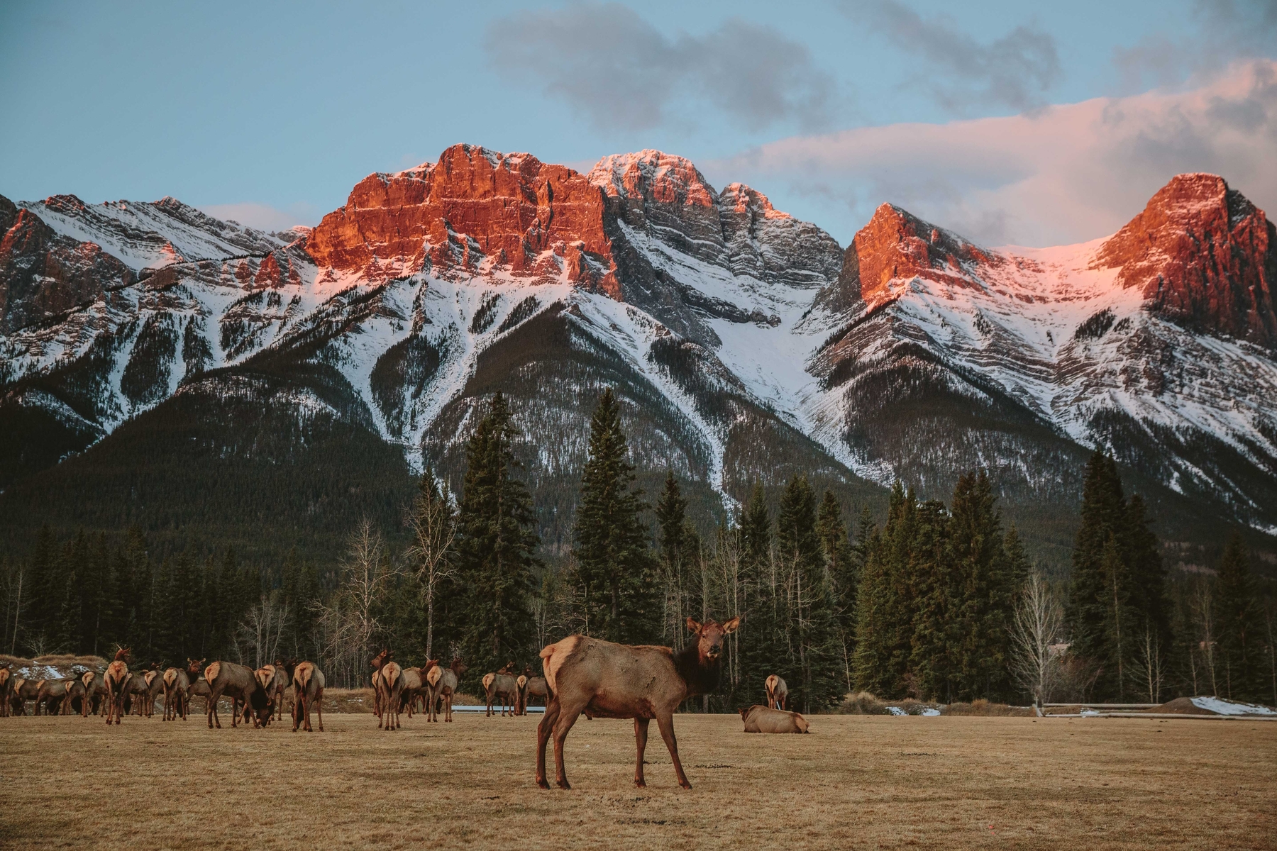 Herd of elk in front of snow-capped mountains in Banff i
