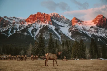 Herd of elk in front of snow-capped mountains in Banff i
