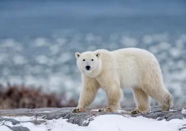 North and Arctic