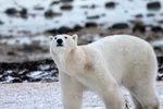 A polar bear stands alert on the snowy coastal tundra near Churchill, Manitoba, Canada,