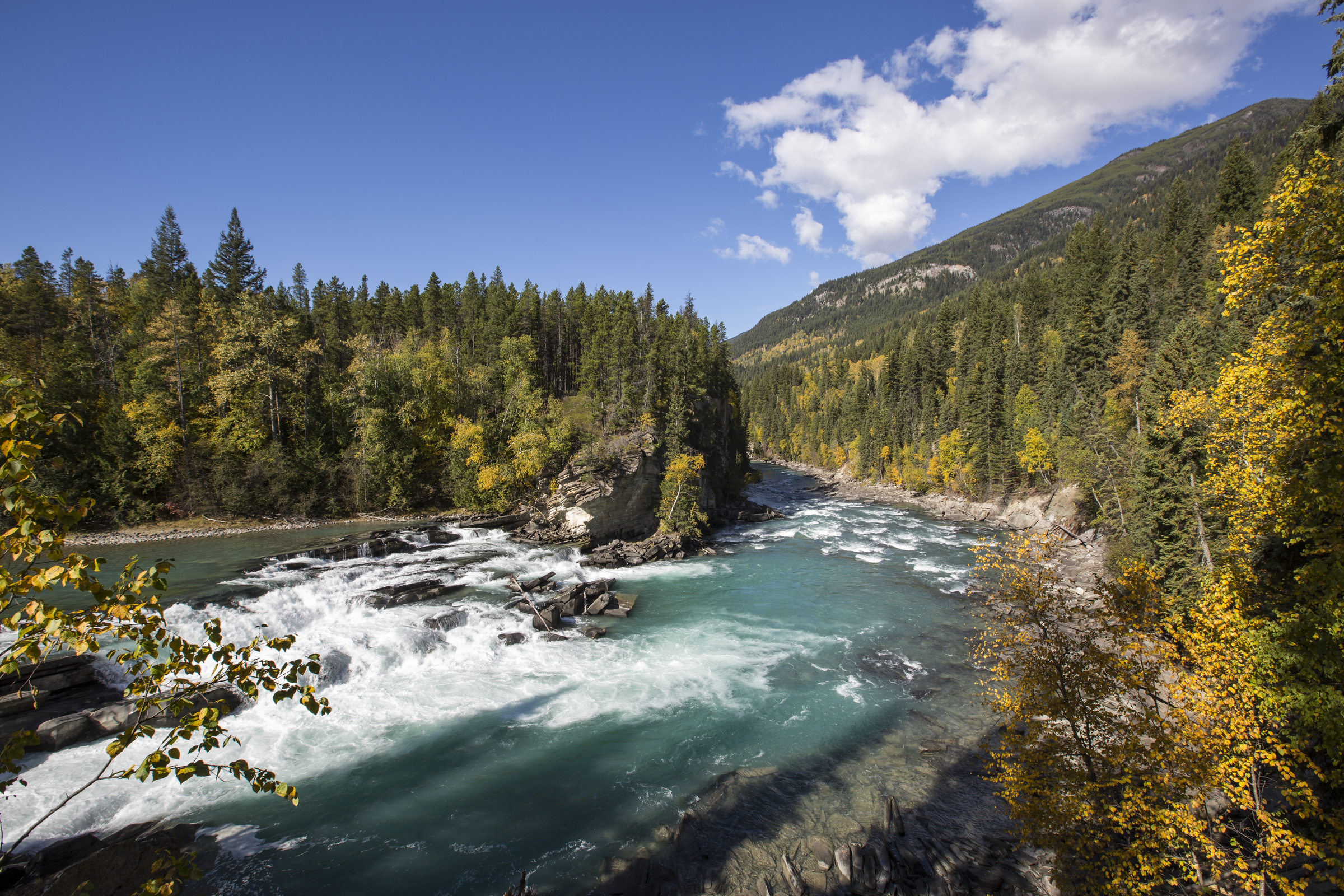 View of blue Fraser River as it travels over Rearguard Falls, surrounded by fall foliage and green forest