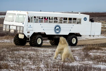 Tundra Buggy Adventure