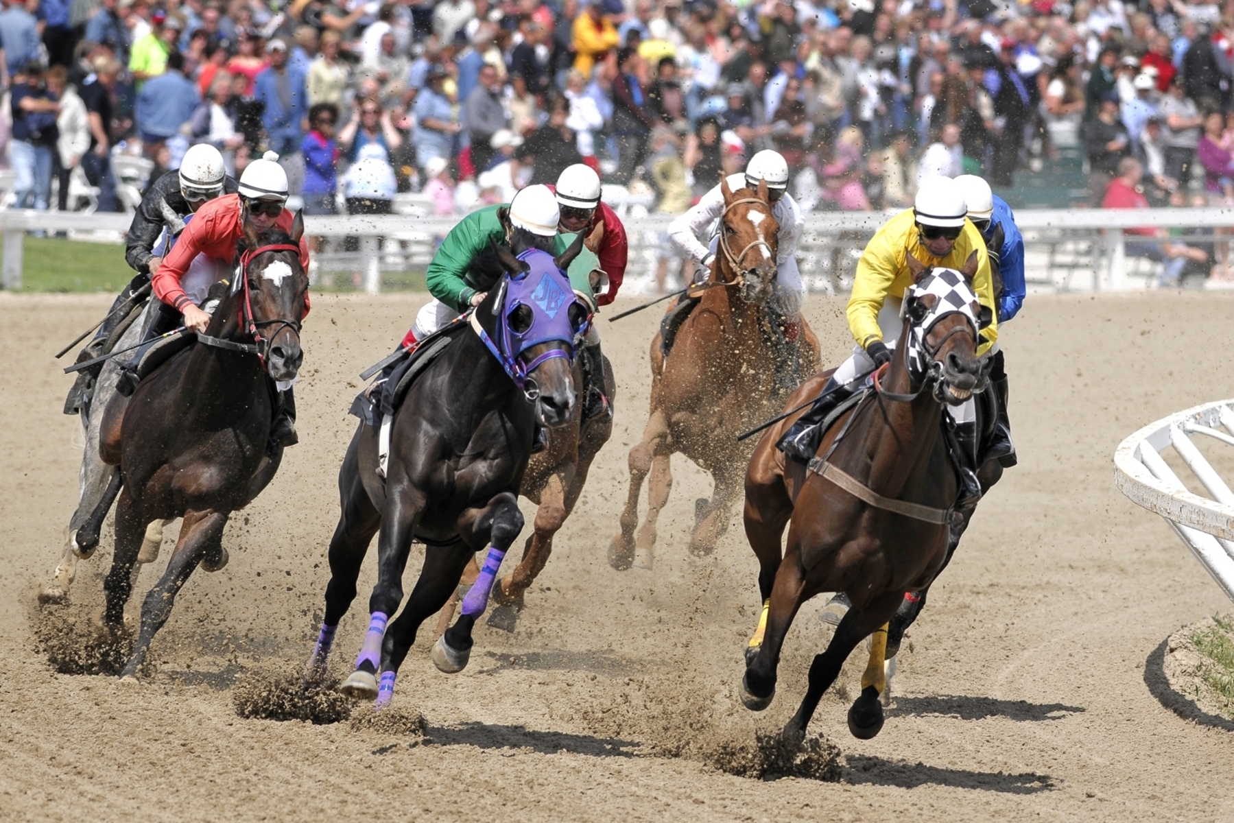 Close up of a horse racing competition