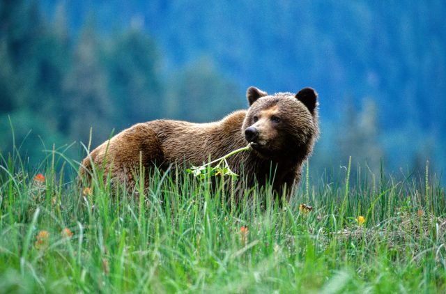 Spend time with bears