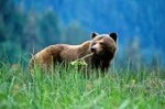 Spend time with bears