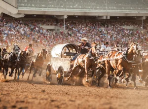 Calgary Stampede