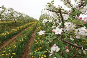 Spring (May to June)