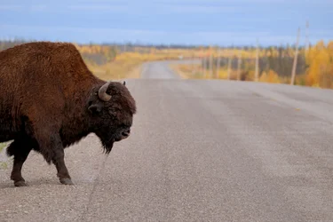 A bison crosses a highway near Yellowknife NWT.