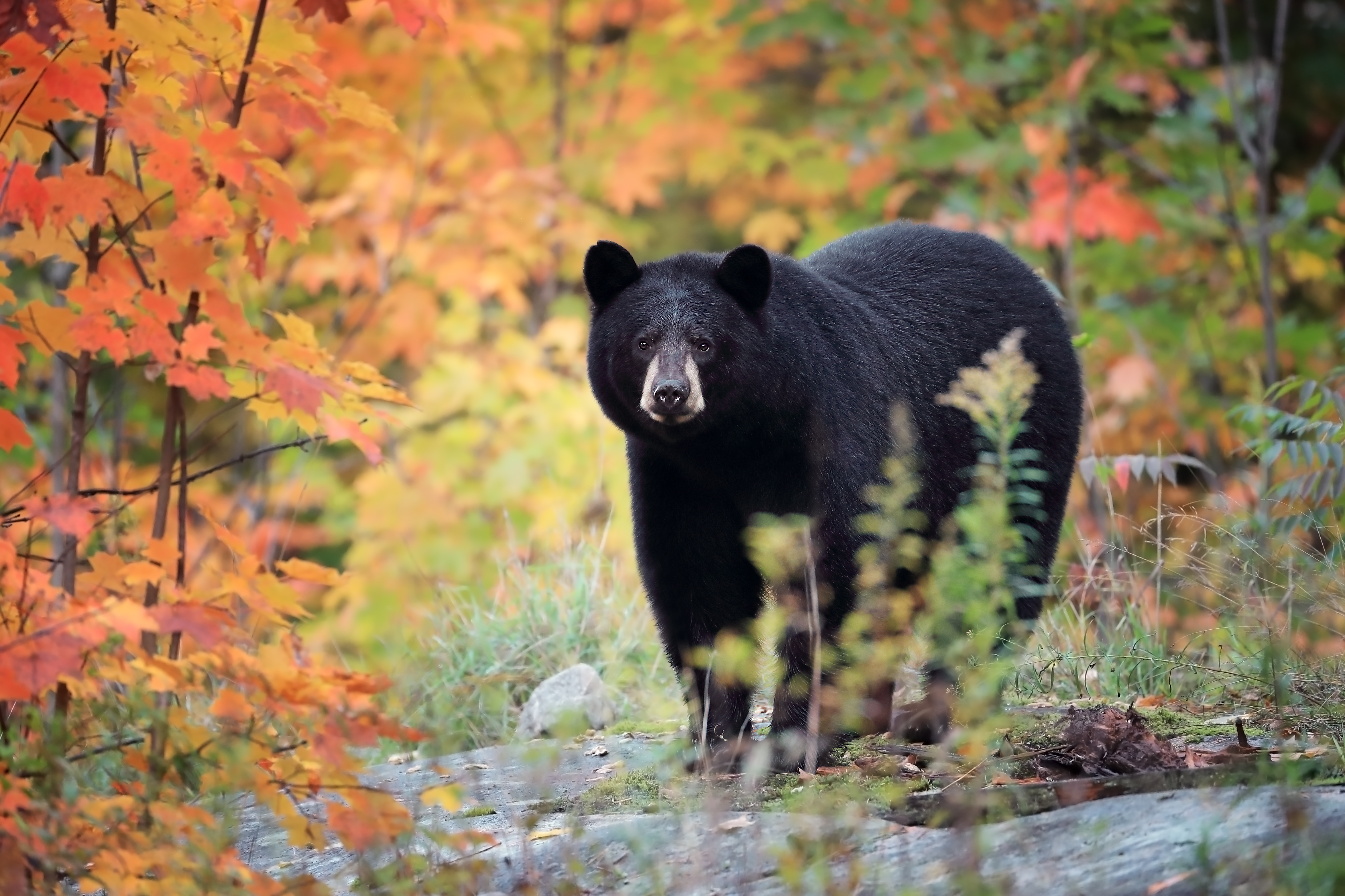Wild Black Bear stands among fall foliage and looks on