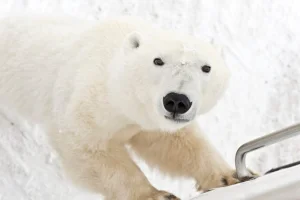 Onboard the Tundra Buggy