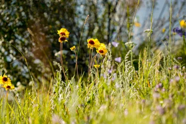 Wildflower Tours