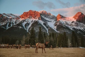 Explore Banff National Park