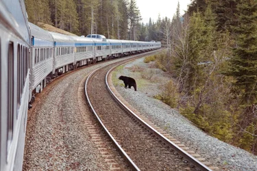 Wildlife and bear viewing rail tours in Canada