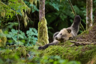 A grizzly bear cub rolling in the mossy forest