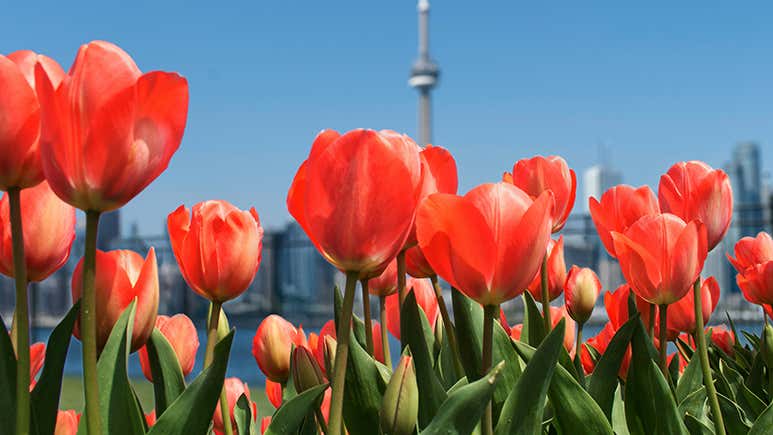 The 8 Best Things To Do in Toronto in Spring