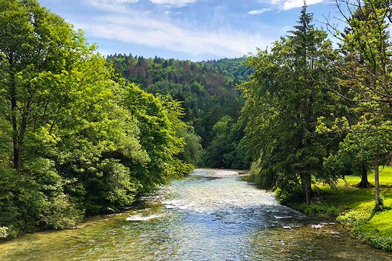 A clear mountain stream bordered by evergreens