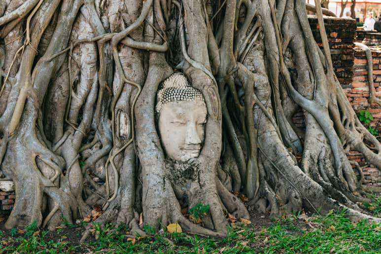 Голова Будды, переплетённая корнями деревьев, в храме Махатхат, Аюттхая.