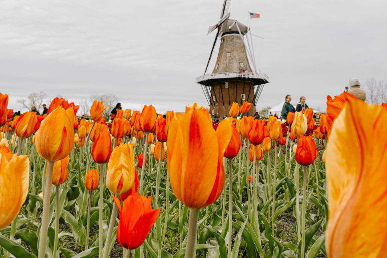 Spring in Michigan: 9 Best Places to Visit