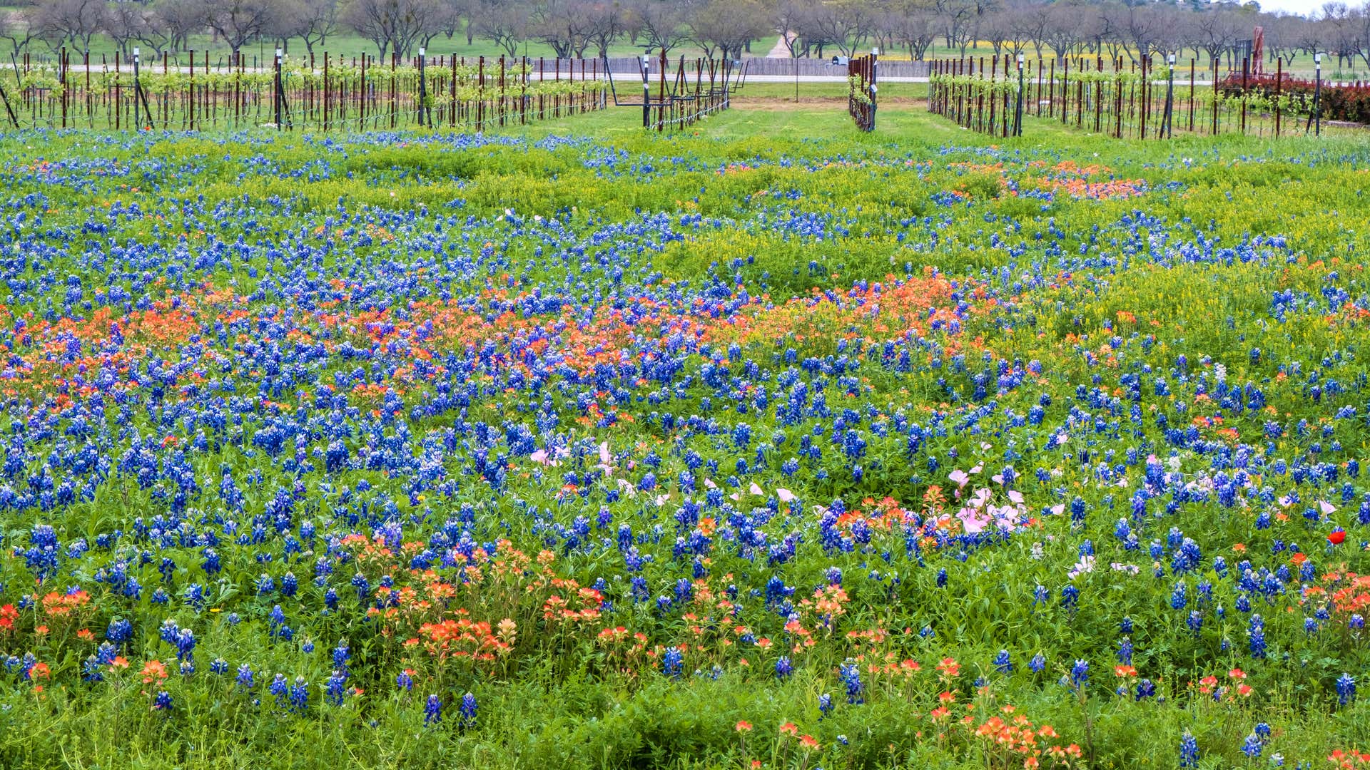 Spring in Texas: The Best Things to Do and See
