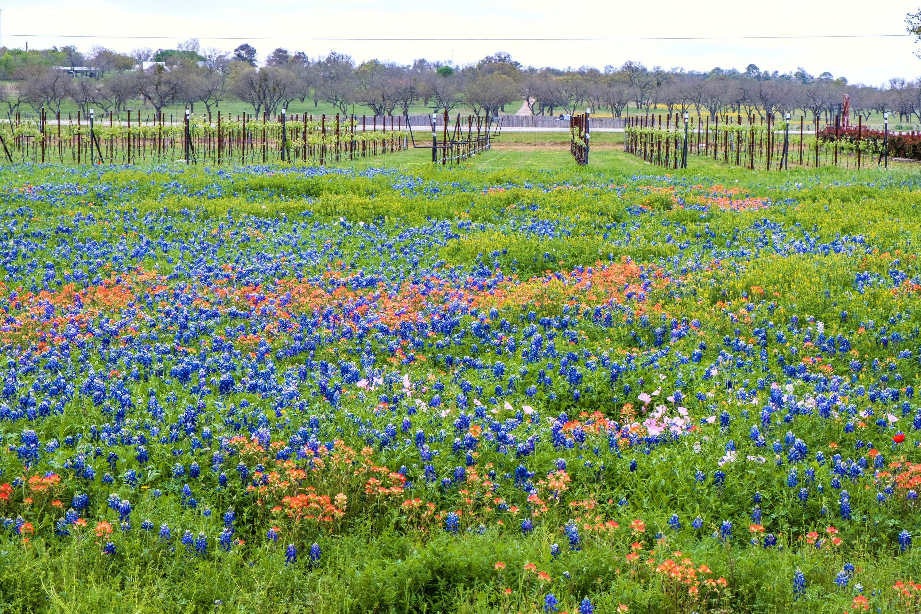 Spring Texas Area Spring in Texas: The Best Things to Do and See