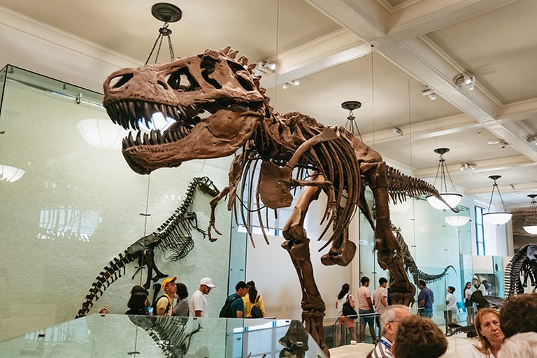 American Museum of Natural History: A complete guide