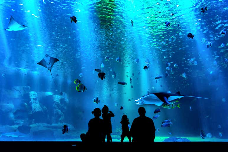 Silhouetted family observing marine life in a large aquarium.