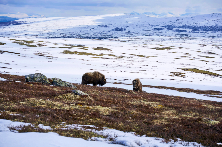在挪威的多弗勒耶爾（Dovrefjell），兩頭麝牛在雪地裡悠然漫步。