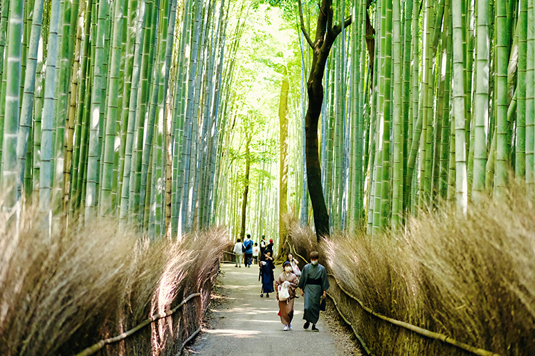 8 Best Things To Do in Kyoto in Spring