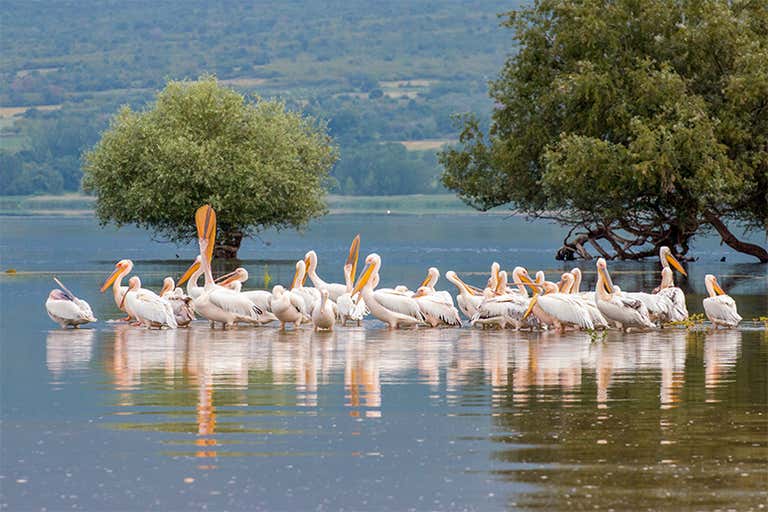 Kerkini_lake_in_May_11 - LOWRES.jpg