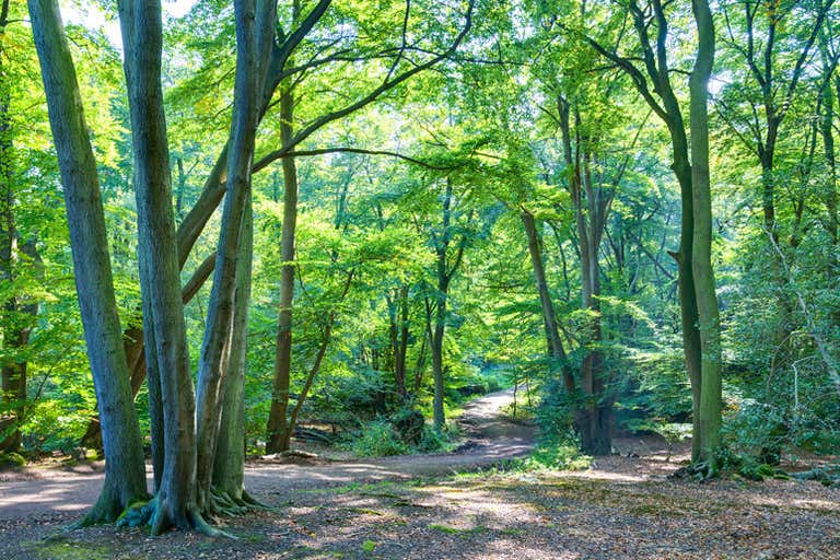 Epping_Forest_Centenary_Walk_2_-_Sept_2008-LOWRES.jpg