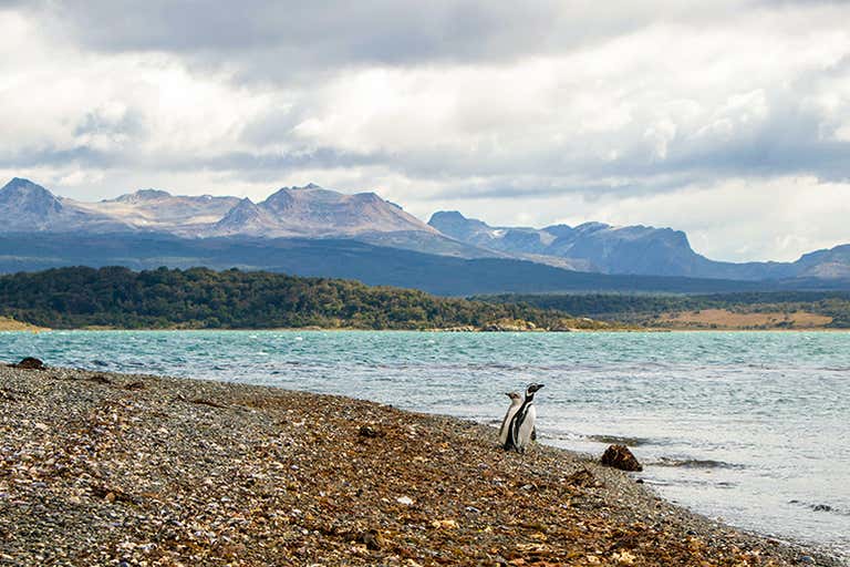 Uma vista panorâmica de uma praia rochosa com pinguins e montanhas ao fundo.