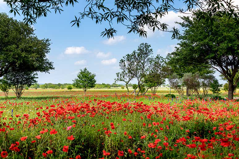 Spring in Texas: The Best Things to Do and See