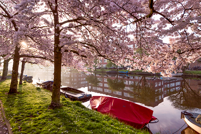 12 springtime experiences you can only enjoy in Amsterdam