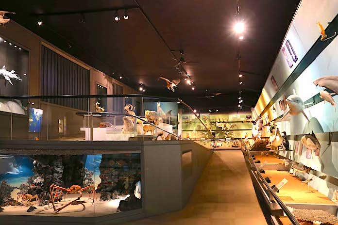 Verona _museo_civico_di_storia_naturale _sale _zoologia_05-EDITED-LOWRES.jpg