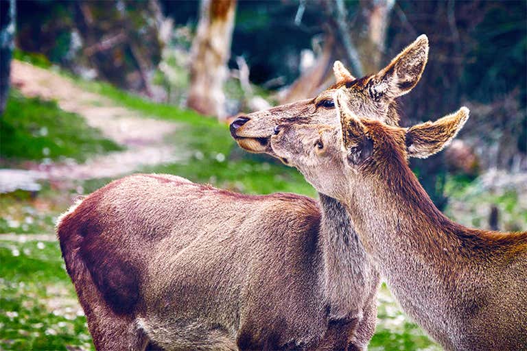 2_deers - LOWRES.jpg