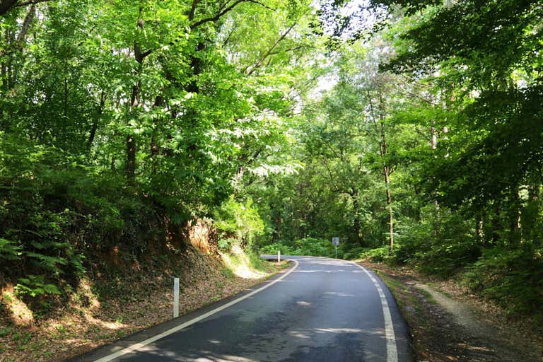 4096px-Belgrad_Forest_(2)-LOWRES.jpg