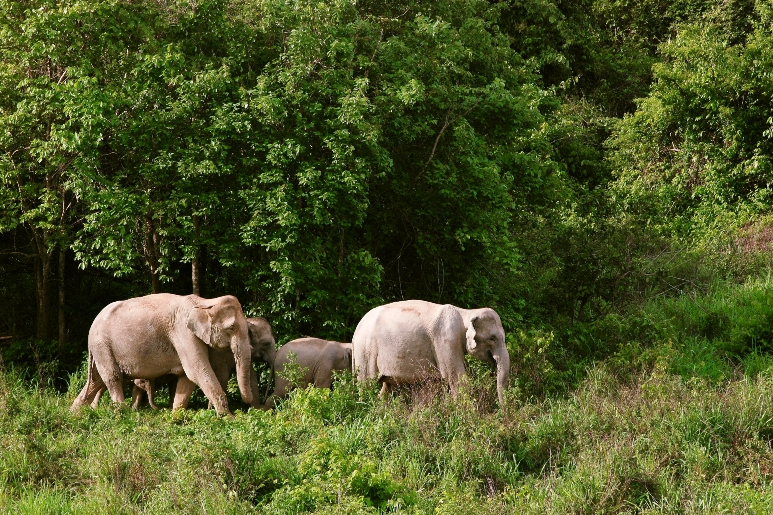 Слоны идут по пышному зелёному ландшафту.