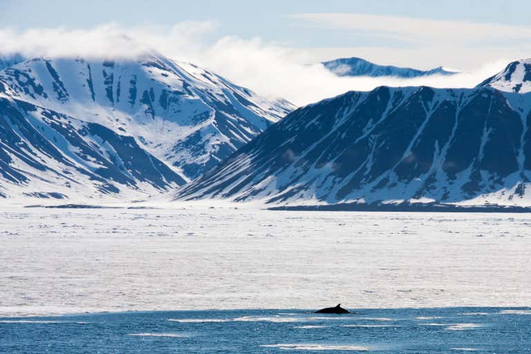在斯瓦巴群島(Svalbard)國家公園,一頭鯨魚從冰冷的海水中浮出水面,背後是白雪覆蓋的山脈。