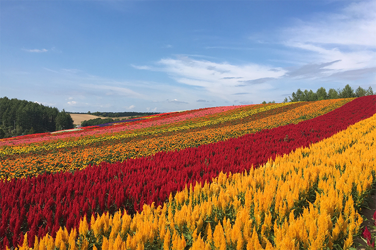 10 Fun Things To Do in Sapporo: Beer, Hot Springs & More