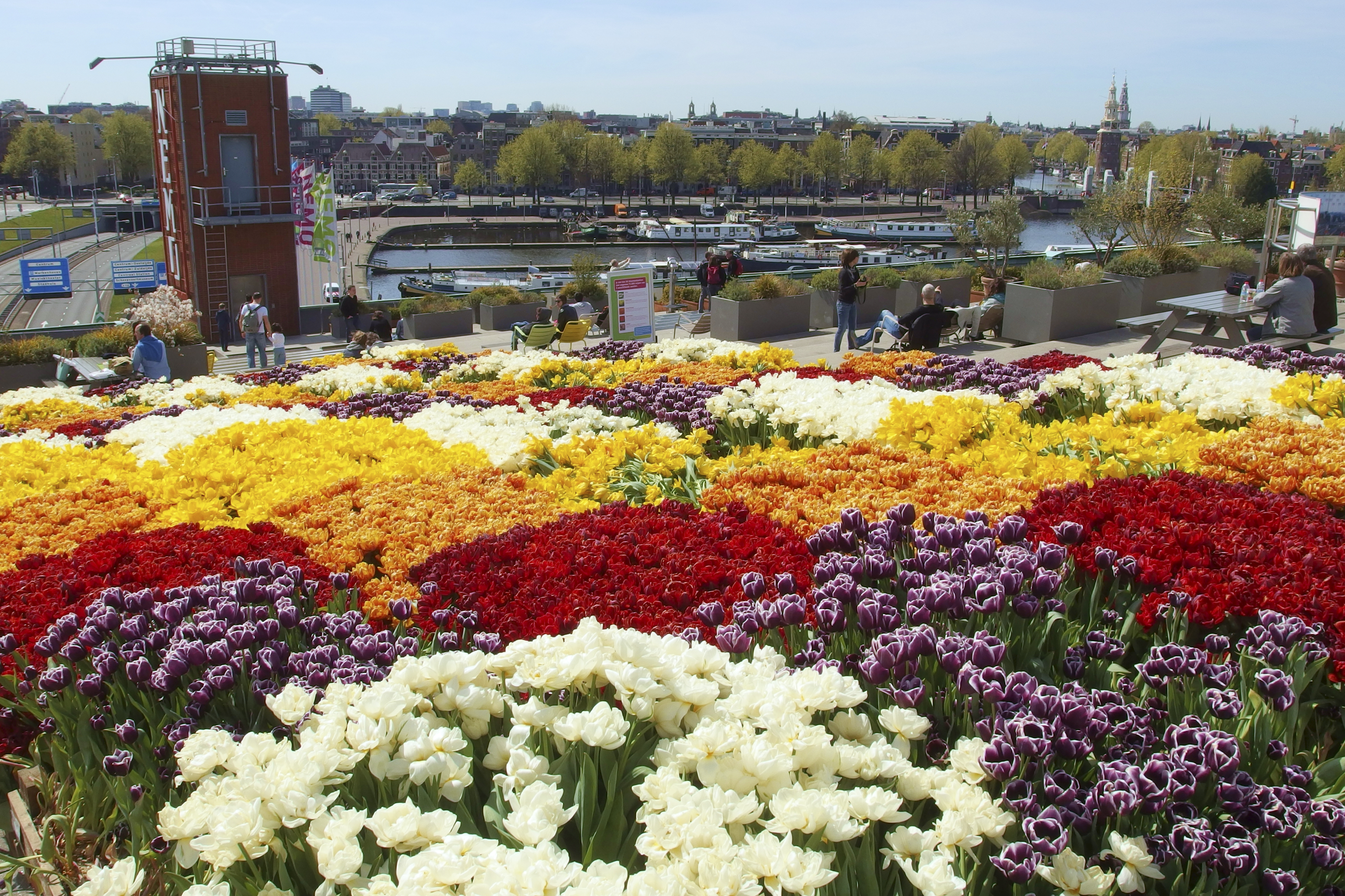 Amsterdam Tulip Festival: Your Complete Guide to Tulip Season