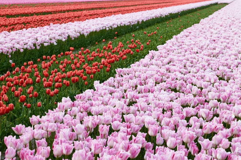 The Best Places to Visit in Europe in Spring