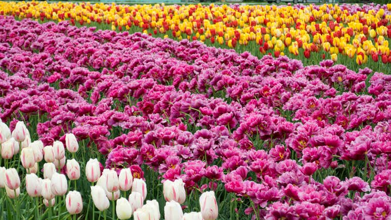 Spring In Melbourne Melbourne in Spring: 8 Great Things To See and Do